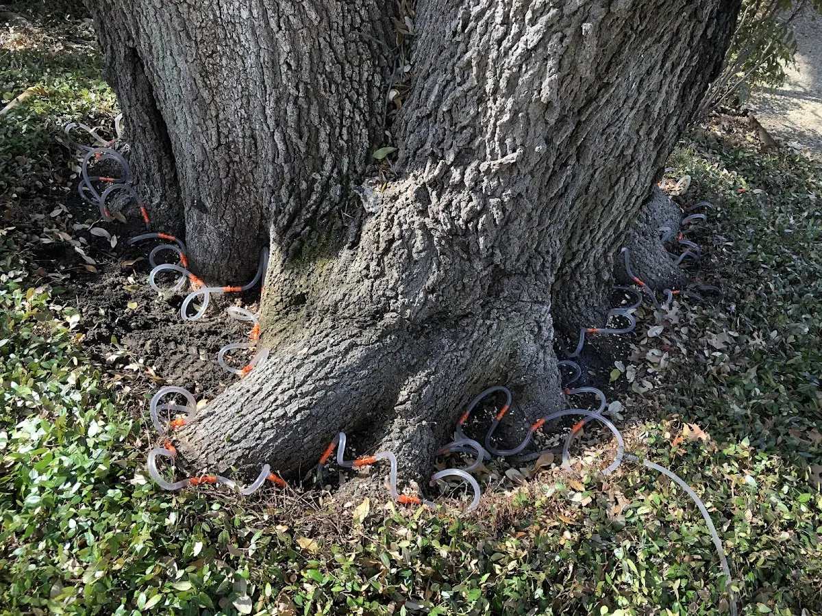 Detailed Tree Cabling and Bracing job site in Norris City
