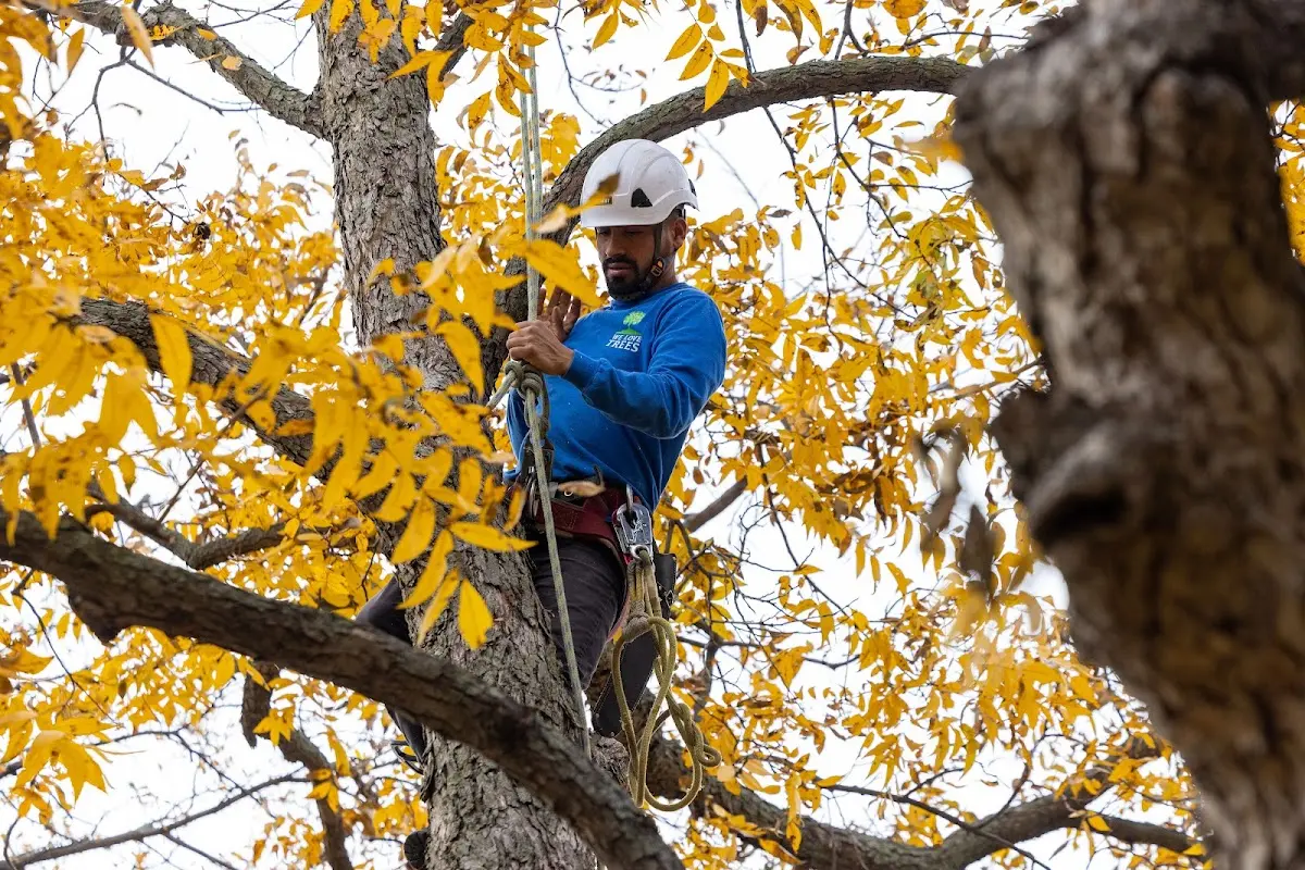 Skilled Tree Planting crew working in Norris City