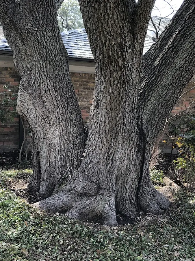 Mature heritage tree close to a Norris City property cared for by certified arborists